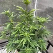 420 Fast Buds Seedtest