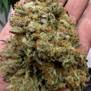 420 Fast Buds Seedtest