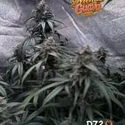 42FastBuds MendoGuavaAuto