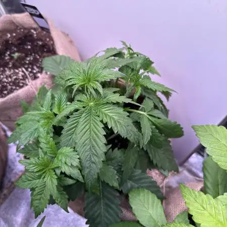 420 Fast Buds