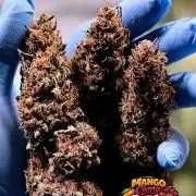 FastBuds MSRA&BSCA