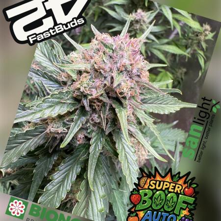 420 Fast Buds