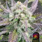 420 FastBuds Seedtest