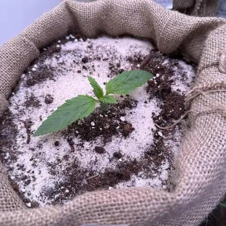 FastBuds Seedtest😁