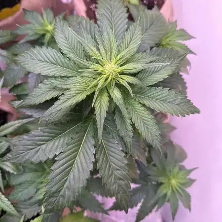 420 Fast Buds