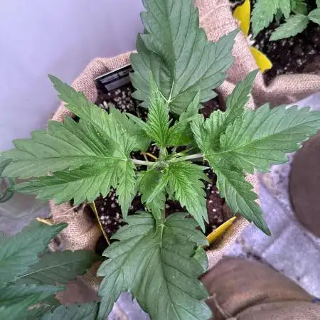 420 FastBuds Seedtest