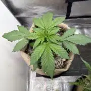 FastBuds42 Seedtest