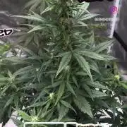 FastBuds MSRA&BSCA