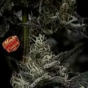 FastBuds MSRA&BSCA