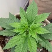 420 Fast Buds Seedtest