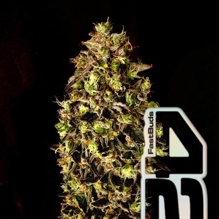 42FastBuds MendoGuavaAuto