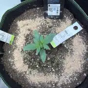 Fast Buds Gelato/PoundCake