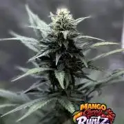 FastBuds MSRA&BSCA