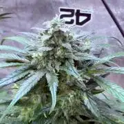 FastBuds42 Seedtest