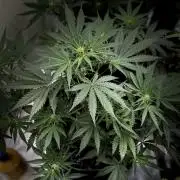 FastBuds CherryColaRF3/GuavaRuntzAuto
