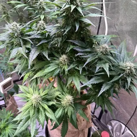 420 Fast Buds