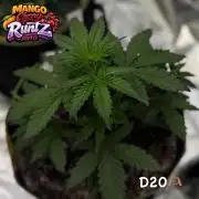 FastBuds MSRA&BSCA