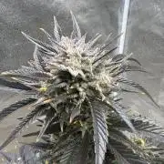 FastBuds42 Seedtest