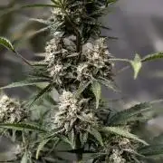 FastBuds CherryColaRF3/GuavaRuntzAuto