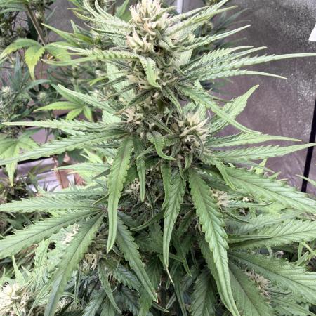 FastBuds Seedtest😁