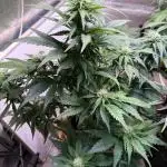 420 Fast Buds