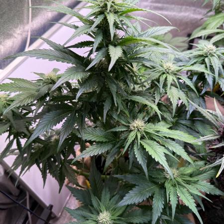 420 Fast Buds