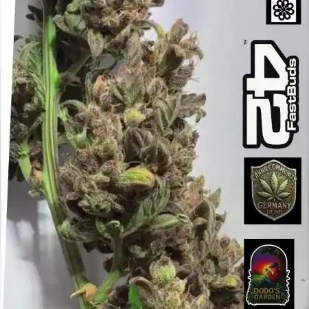Papaya Cookies Auto