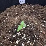 FastBuds Seedtest💪🏽