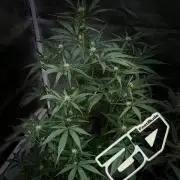 42FastBuds MendoGuavaAuto