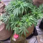 420 FastBuds Seedtest