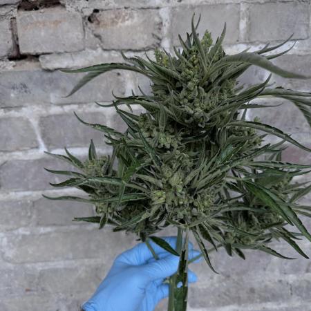 420 Fast Buds Z-Up Auto