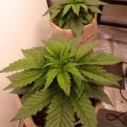 420 Fast Buds Seedtest