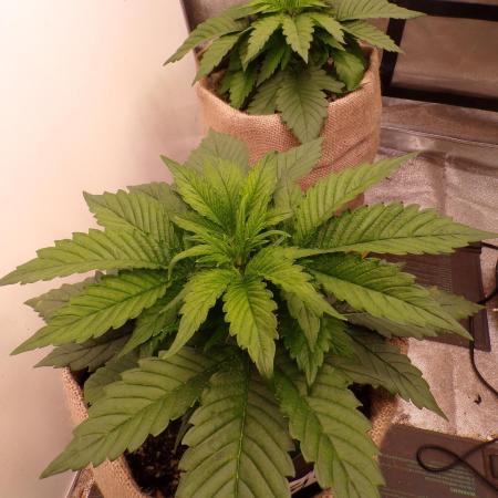 420 Fast Buds Seedtest