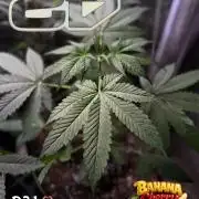 420 Guava Sandea+ Banana Cherry Cookies