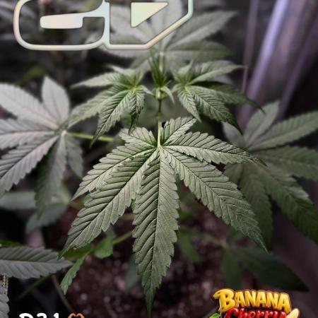420 Guava Sandea+ Banana Cherry Cookies