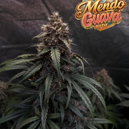 42FastBuds MendoGuavaAuto