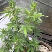 FastBuds Seedtest😁