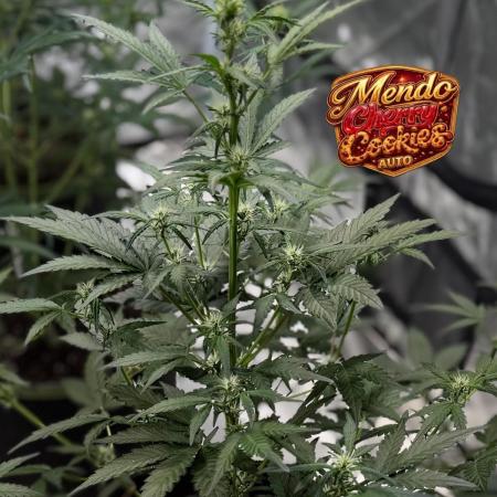 FastBuds MSRA&BSCA