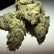 420 FastBuds Seedtest