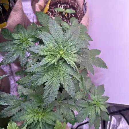 420 Fast Buds