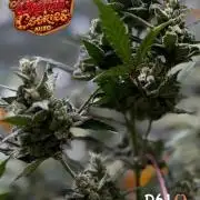 FastBuds MSRA&BSCA