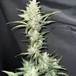 Papaya Cookies Auto