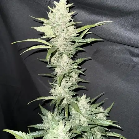 Papaya Cookies Auto