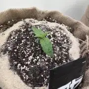 420 Fast Buds Seedtest