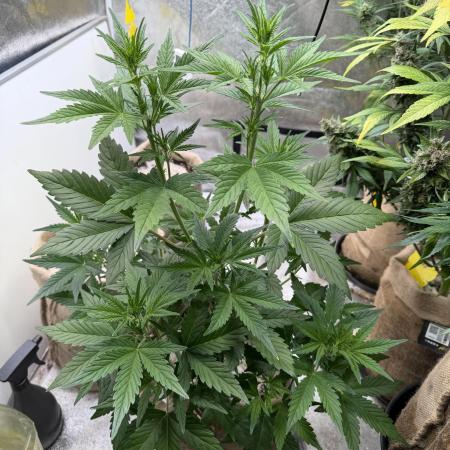 FastBuds Seedtest😁