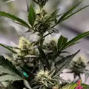 FastBuds CherryColaRF3/GuavaRuntzAuto