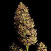 42FastBuds MendoGuavaAuto
