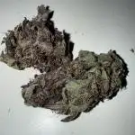 Papaya Cookies Auto