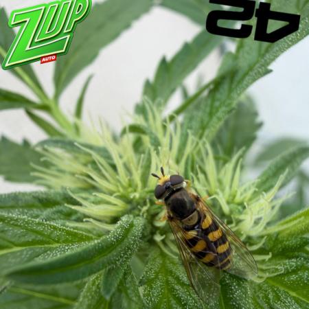 420 Fast Buds Z-Up Auto