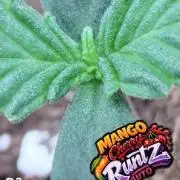 FastBuds MSRA&BSCA